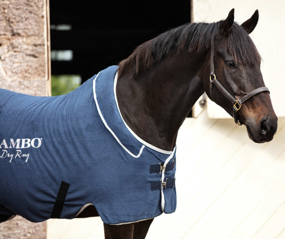 Rambo Dry Rug (Pony)